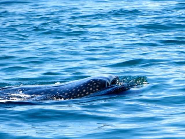 Guide To Swimming With Whale Sharks In Mexico Indiana Jo - swimming with whale sharks in mexico whale shark