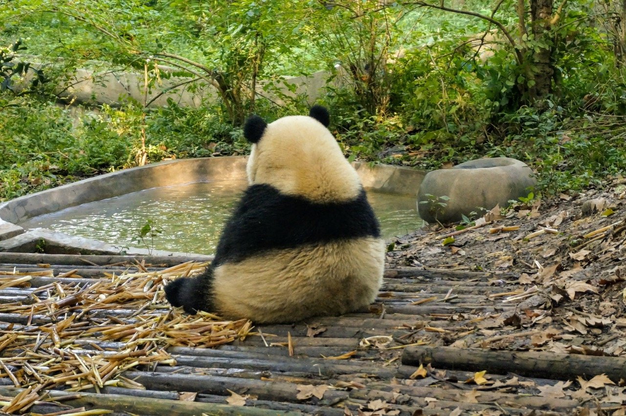 panda tour rafting